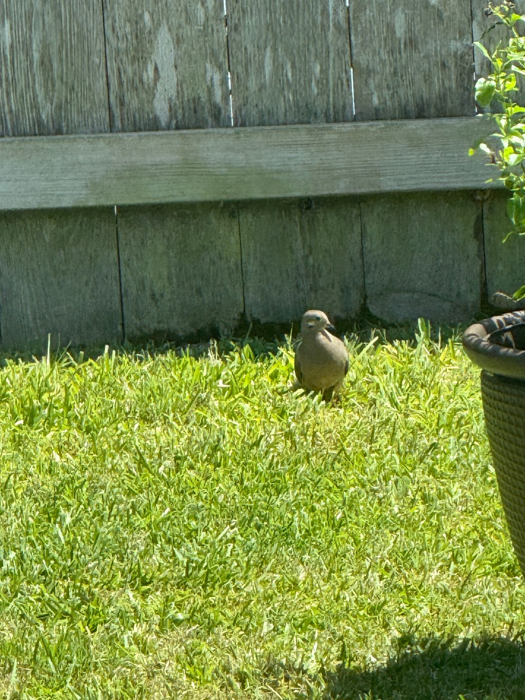Travel, birds and&nbsp;backyards